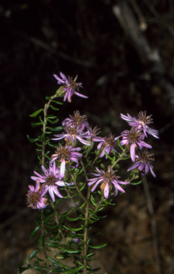 APII jpeg image of Olearia iodochroa  © contact APII