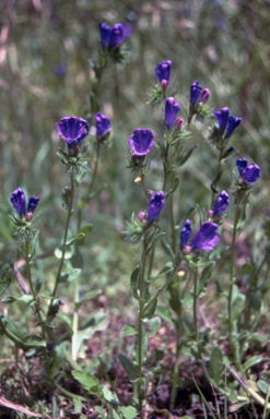 APII jpeg image of Echium plantagineum  © contact APII