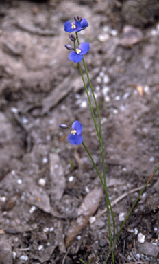 APII jpeg image of Comesperma sphaerocarpum  © contact APII
