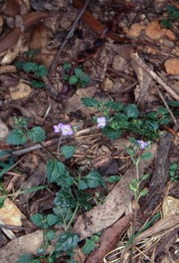APII jpeg image of Veronica plebeia  © contact APII