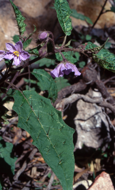 APII jpeg image of Solanum silvestre  © contact APII