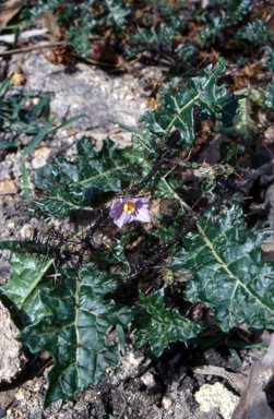 APII jpeg image of Solanum prinophyllum  © contact APII