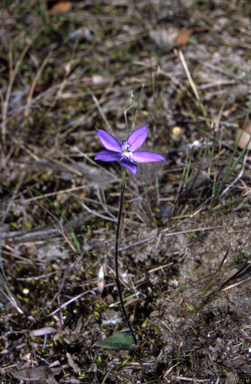 APII jpeg image of Glossodia minor  © contact APII