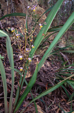 APII jpeg image of Dianella tasmanica  © contact APII