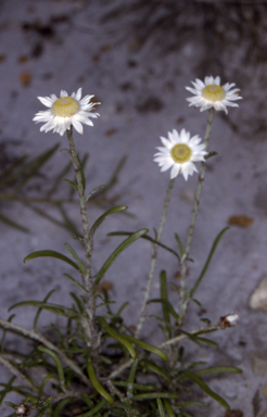 APII jpeg image of Argentipallium obtusifolium  © contact APII
