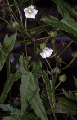 APII jpeg image of Calystegia marginata  © contact APII