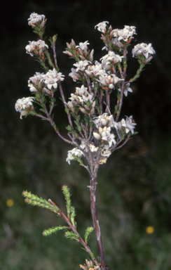 APII jpeg image of Epacris breviflora  © contact APII