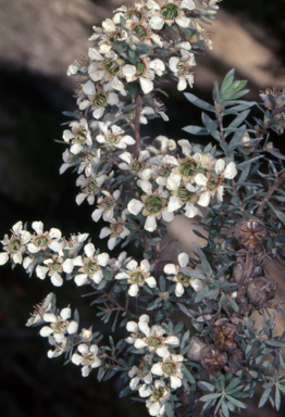 APII jpeg image of Leptospermum lanigerum  © contact APII