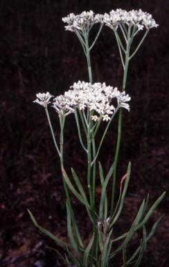 APII jpeg image of Conospermum longifolium subsp. mediale  © contact APII