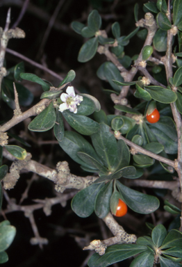 APII jpeg image of Lycium ferocissimum  © contact APII