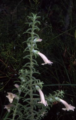 APII jpeg image of Chloanthes stoechadis  © contact APII