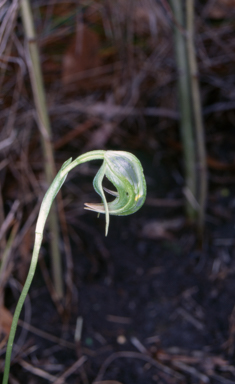 APII jpeg image of Pterostylis nutans  © contact APII