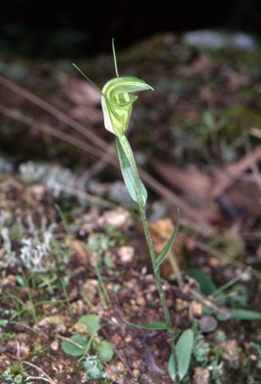 APII jpeg image of Pterostylis obtusa  © contact APII