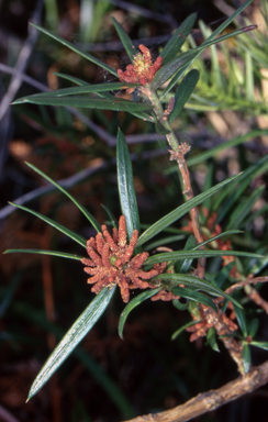 APII jpeg image of Podocarpus spinulosis  © contact APII