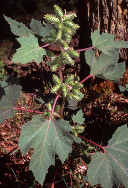 APII jpeg image of Xanthium cavanillesii  © contact APII