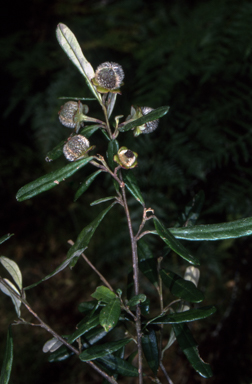 APII jpeg image of Beyeria lasiocarpa  © contact APII