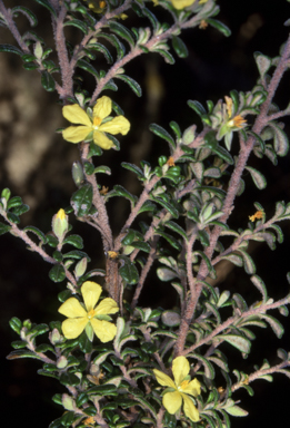 APII jpeg image of Hibbertia hermanniifolia  © contact APII