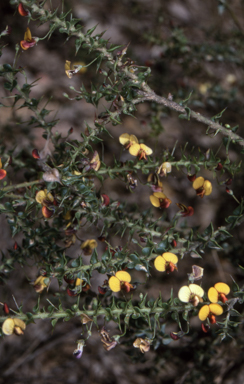 APII jpeg image of Daviesia squarrosa  © contact APII