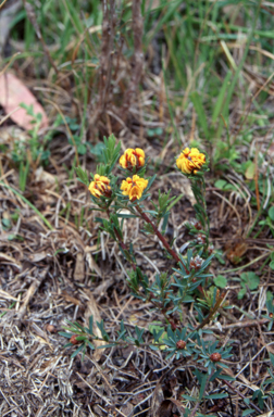 APII jpeg image of Pultenaea dentata  © contact APII
