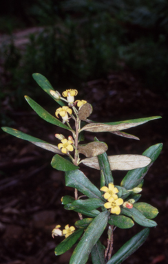 APII jpeg image of Pittosporum bicolor  © contact APII