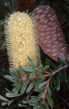 APII jpeg image of Banksia canei  © contact APII