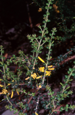 APII jpeg image of Persoonia microphylla  © contact APII