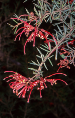 APII jpeg image of Grevillea juniperina subsp. villosa  © contact APII