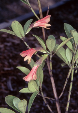 APII jpeg image of Prostanthera porcata  © contact APII