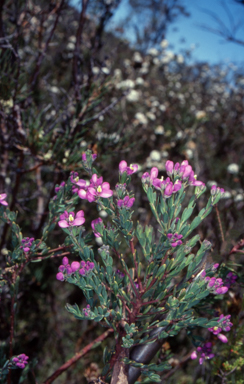 APII jpeg image of Comesperma retusum  © contact APII