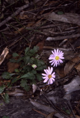 APII jpeg image of Brachyscome salkiniae  © contact APII