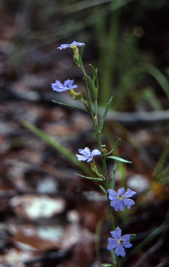 APII jpeg image of Dampiera scottiana  © contact APII