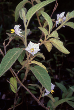 APII jpeg image of Solanum densevestitum  © contact APII