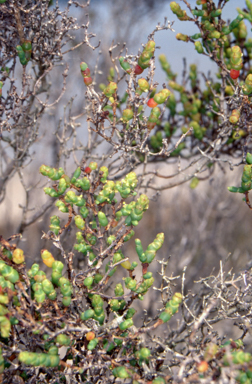 APII jpeg image of Tecticornia arbuscula  © contact APII