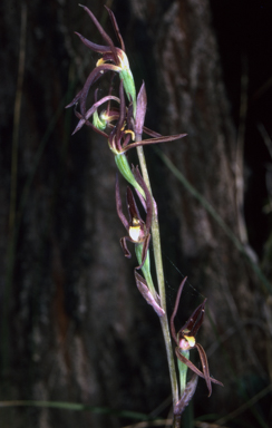 APII jpeg image of Lyperanthus suaveolens  © contact APII