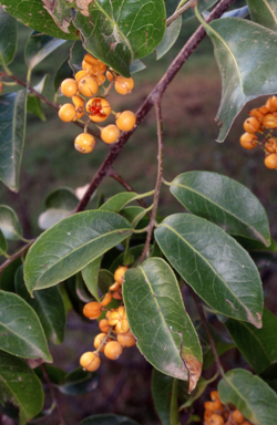 APII jpeg image of Celastrus australis  © contact APII