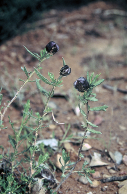 APII jpeg image of Dodonaea camfieldii  © contact APII