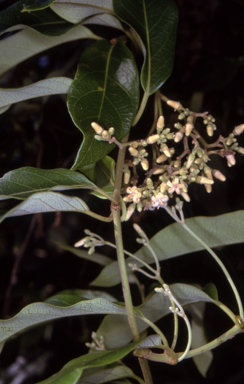 APII jpeg image of Parsonsia straminea  © contact APII