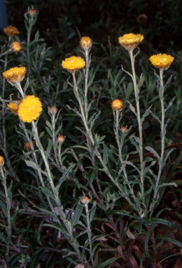 APII jpeg image of Coronidium rutidolepis  © contact APII