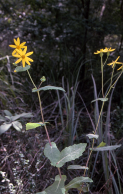 APII jpeg image of Lordhowea velleioides  © contact APII