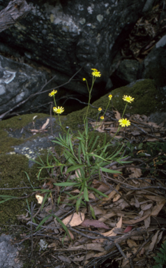 APII jpeg image of Senecio madagascariensis  © contact APII