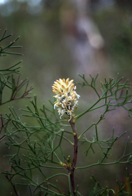 APII jpeg image of Petrophile sessilis  © contact APII
