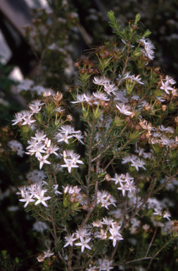 APII jpeg image of Calytrix tetragona  © contact APII