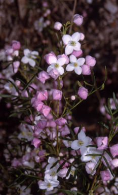APII jpeg image of Boronia muelleri  © contact APII