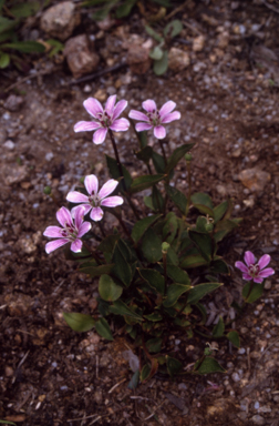 APII jpeg image of Schelhammera undulata  © contact APII