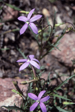 APII jpeg image of Isotoma axillaris  © contact APII