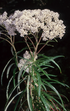 APII jpeg image of Cassinia longifolia  © contact APII