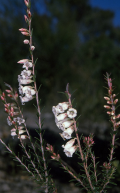 APII jpeg image of Epacris obtusifolia  © contact APII