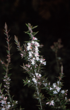 APII jpeg image of Styphelia ericoides  © contact APII