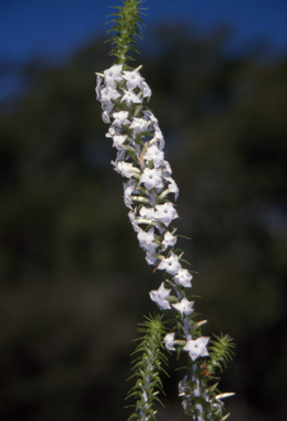 APII jpeg image of Woollsia pungens  © contact APII