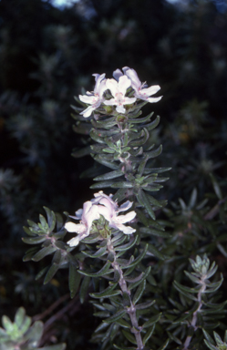 APII jpeg image of Westringia fruticosa  © contact APII